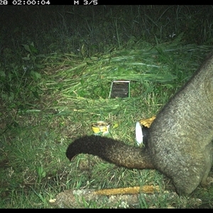 Trichosurus vulpecula at Tyndale, NSW - 28 Oct 2024 02:00 AM