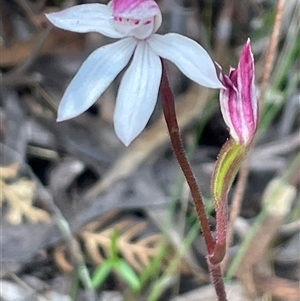 Caladenia alpina (Mountain Caps) at Needles, TAS by Clarel