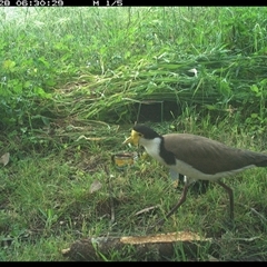 Vanellus miles (Masked Lapwing) at Tyndale, NSW - 27 Oct 2024 by topwood