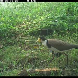 Vanellus miles at Tyndale, NSW - 28 Oct 2024 06:30 AM
