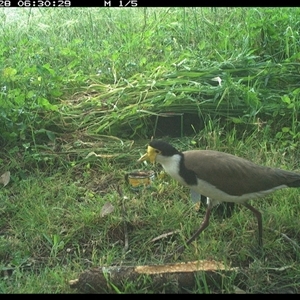 Vanellus miles (Masked Lapwing) at Tyndale, NSW by topwood