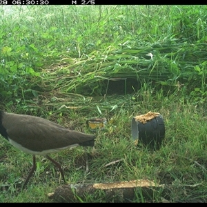 Vanellus miles at Tyndale, NSW - 28 Oct 2024 06:30 AM