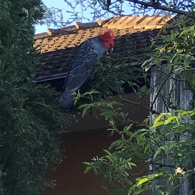 Callocephalon fimbriatum (Gang-gang Cockatoo) at Yarralumla, ACT - 28 Oct 2024 by Yarra6