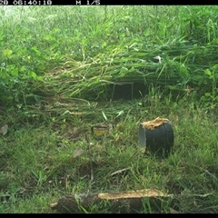 Gallirallus philippensis (Buff-banded Rail) at Tyndale, NSW - 28 Oct 2024 by Topwood