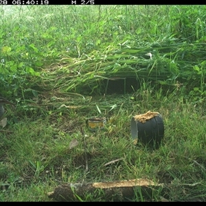 Gallirallus philippensis at Tyndale, NSW - 28 Oct 2024 06:40 AM