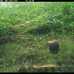 Gallirallus philippensis at Tyndale, NSW - 28 Oct 2024 06:40 AM