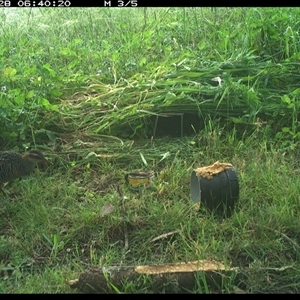 Gallirallus philippensis at Tyndale, NSW - 28 Oct 2024