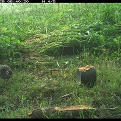 Gallirallus philippensis at Tyndale, NSW - 28 Oct 2024 06:40 AM