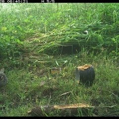 Gallirallus philippensis at Tyndale, NSW - 28 Oct 2024