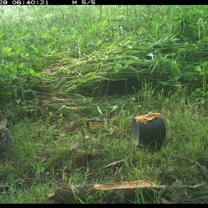 Gallirallus philippensis at Tyndale, NSW - 28 Oct 2024 06:40 AM