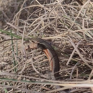 Carlia tetradactyla at Kambah, ACT - 29 Oct 2024