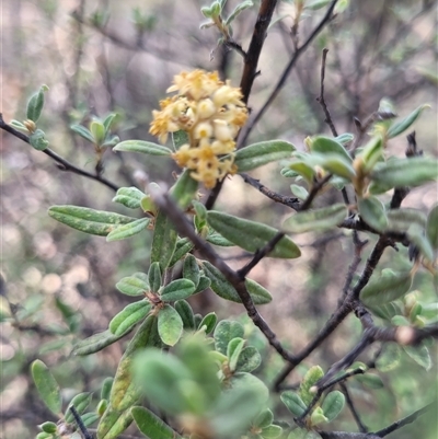 Pomaderris pallida (Pale Pomaderris) at Kambah, ACT - 29 Oct 2024 by AlexSantiago