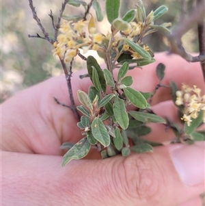 Pomaderris pallida at Kambah, ACT - 29 Oct 2024