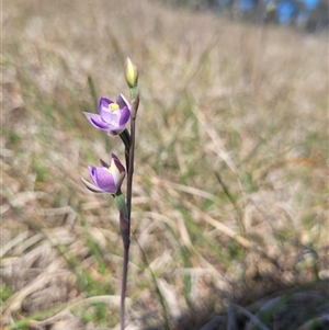 Thelymitra peniculata at Wanniassa, ACT - suppressed