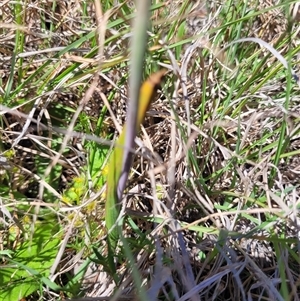 Thelymitra peniculata at Wanniassa, ACT - suppressed