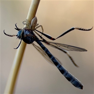 Runcinia acuminata at Holder, ACT - 28 Oct 2024