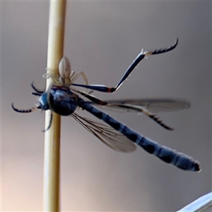 Runcinia acuminata at Holder, ACT - 28 Oct 2024