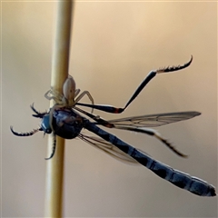 Leptogaster sp. (genus) at Holder, ACT - 28 Oct 2024