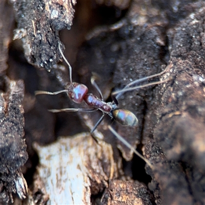 Iridomyrmex purpureus (Meat Ant) at Holder, ACT - 28 Oct 2024 by Hejor1