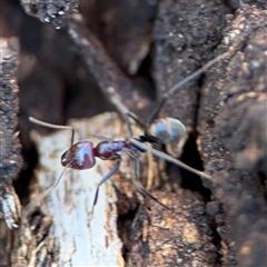 Iridomyrmex purpureus at Holder, ACT - 28 Oct 2024 03:42 PM