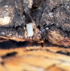 Iridomyrmex purpureus at Holder, ACT - 28 Oct 2024 03:42 PM