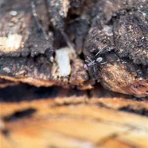 Iridomyrmex purpureus at Holder, ACT - 28 Oct 2024 03:42 PM