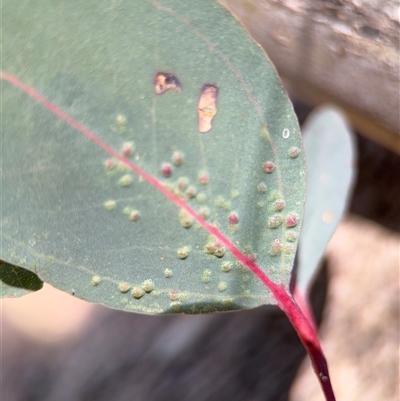 Ophelimus maskellii (Eucalyptus Gall Wasp) at Holder, ACT - 28 Oct 2024 by Hejor1