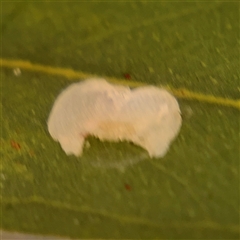 Psyllidae sp. (family) (Unidentified psyllid or lerp insect) at Holder, ACT - 28 Oct 2024 by Hejor1
