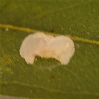 Psyllidae sp. (family) (Unidentified psyllid or lerp insect) at Holder, ACT - 28 Oct 2024 by Hejor1