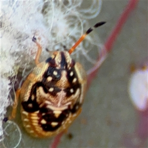 Anischys sp. (genus) at Holder, ACT - 28 Oct 2024 02:59 PM