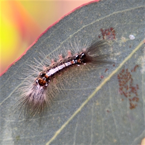 Lymantriinae (subfamily) at Holder, ACT - 28 Oct 2024 02:59 PM