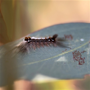 Lymantriinae (subfamily) at Holder, ACT - 28 Oct 2024 02:59 PM