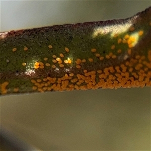 Acizzia sp. (genus) at Holder, ACT - 28 Oct 2024