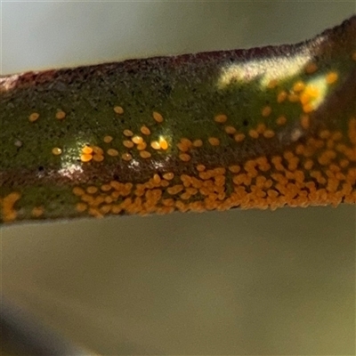 Acizzia sp. (genus) (Unidentified wattle psyllid) at Holder, ACT - 28 Oct 2024 by Hejor1