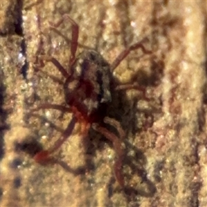 Erythraeidae (family) at Holder, ACT - 28 Oct 2024