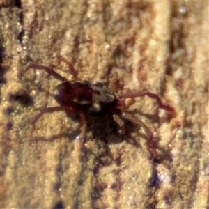 Erythraeidae (family) at Holder, ACT - 28 Oct 2024