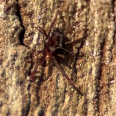 Erythraeidae (family) at Holder, ACT - 28 Oct 2024