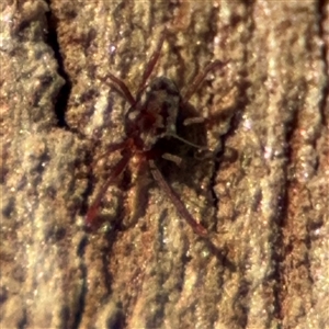 Erythraeidae (family) at Holder, ACT - 28 Oct 2024