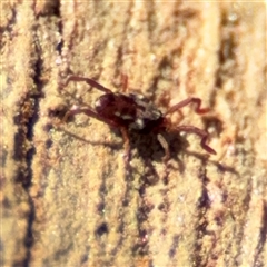 Erythraeidae (family) at Holder, ACT - 28 Oct 2024