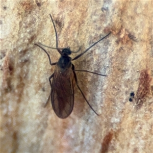 Sciaridae sp. (family) at Holder, ACT - 28 Oct 2024