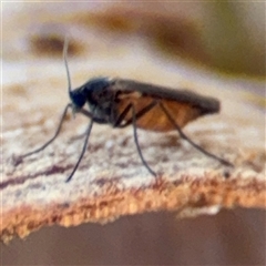 Sciaridae sp. (family) at Holder, ACT - 28 Oct 2024