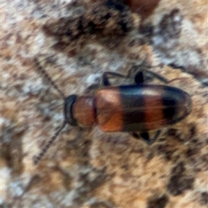 Syzeton sp. (genus) at Holder, ACT - 28 Oct 2024