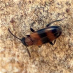 Syzeton sp. (genus) at Holder, ACT - 28 Oct 2024 03:18 PM