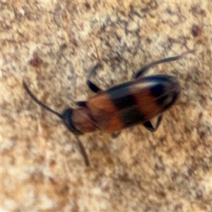 Syzeton sp. (genus) at Holder, ACT - 28 Oct 2024