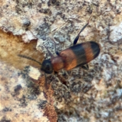 Syzeton sp. (genus) at Holder, ACT - 28 Oct 2024