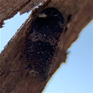 Platybrachys sp. (genus) at Holder, ACT - 28 Oct 2024