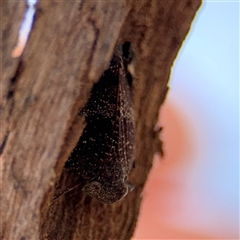 Platybrachys sp. (genus) at Holder, ACT - 28 Oct 2024