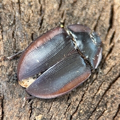 Pterohelaeus piceus (Pie-dish beetle) at Holder, ACT - 28 Oct 2024 by Hejor1