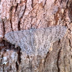 Crypsiphona ocultaria (Red-lined Looper Moth) at Holder, ACT - 28 Oct 2024 by Hejor1