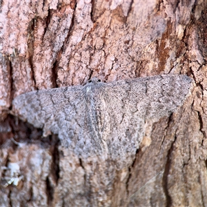 Crypsiphona ocultaria at Holder, ACT - 28 Oct 2024